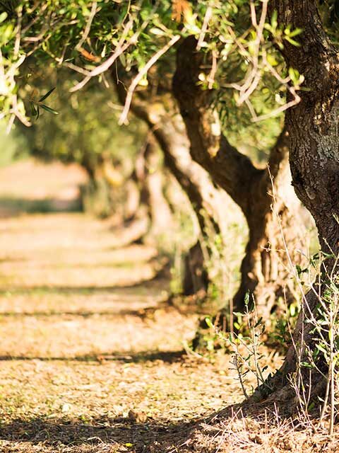 ΕΣΠΑ για την Πελοπόννησο