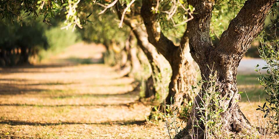 ΕΣΠΑ για την Πελοπόννησο