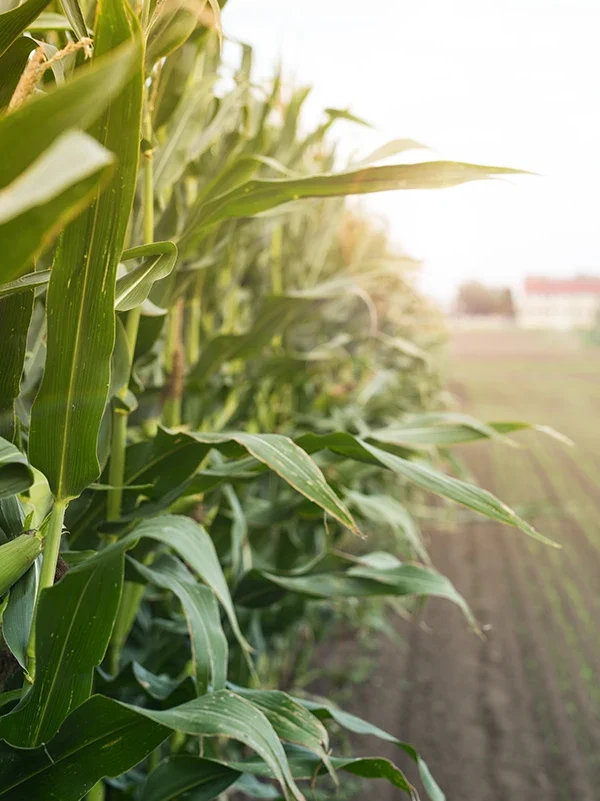 Σχέδια Βελτίωσης Γεωργικών Εκμεταλλεύσεων