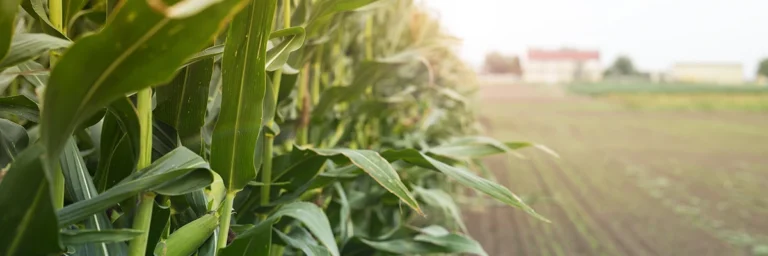 Σχέδια Βελτίωσης Γεωργικών Εκμεταλλεύσεων